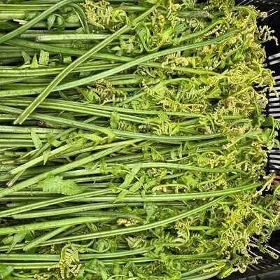 Pohole Fern - 1 lb