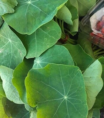 Nasturtium - Edible Leaf - ea