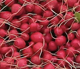 Red Round Radish (bag) - lb
