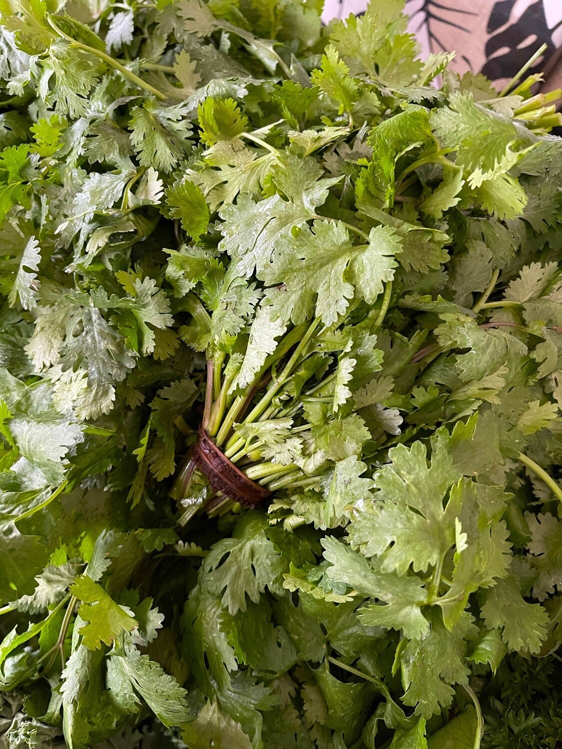 Cilantro - bu
