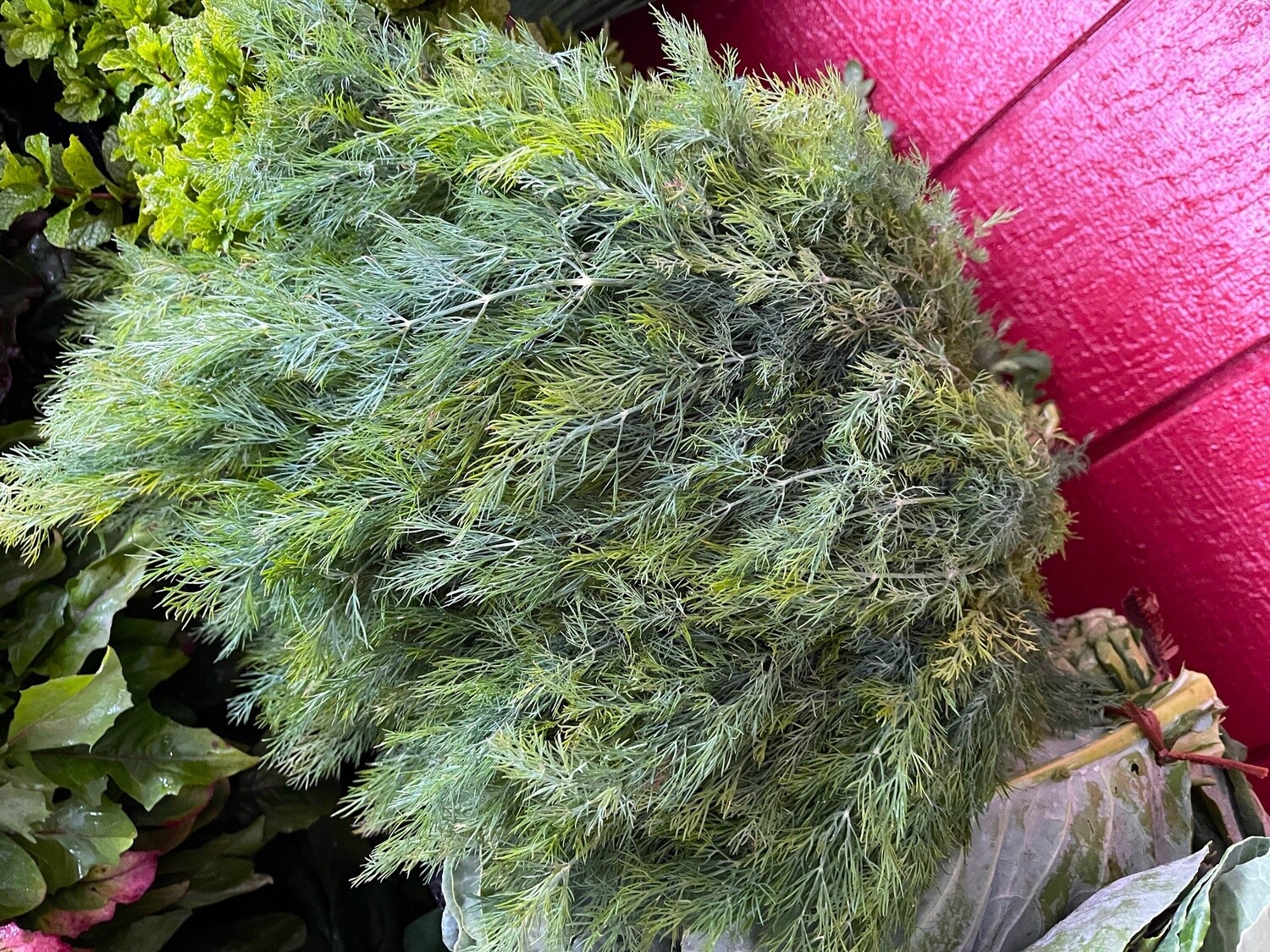 Dill - bu