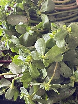 Purslane - bu