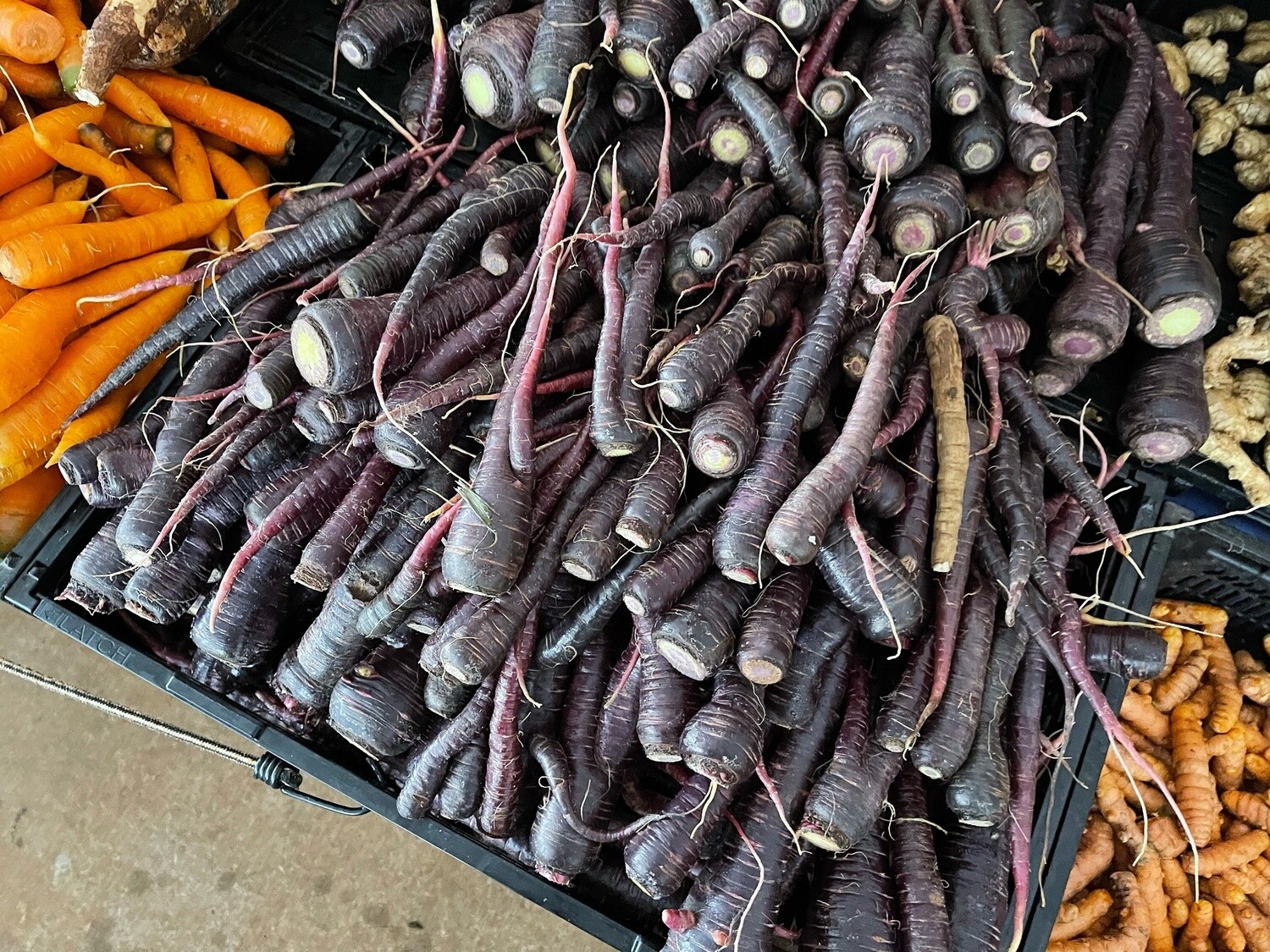 Purple Carrots - lb