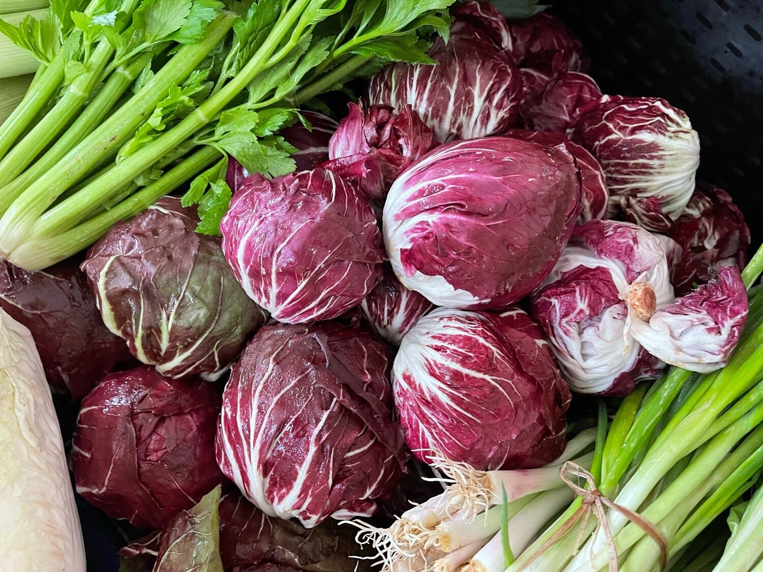 Radicchio - lb