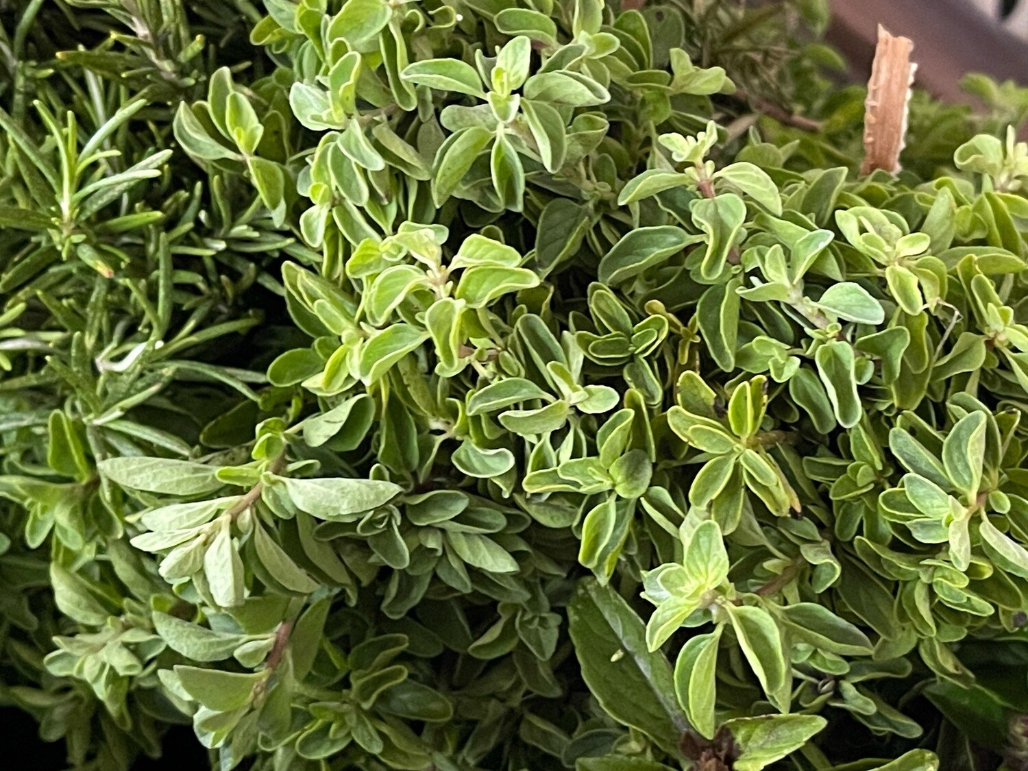 Oregano - bu