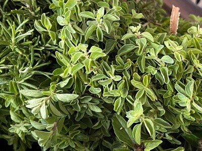 Oregano - bu