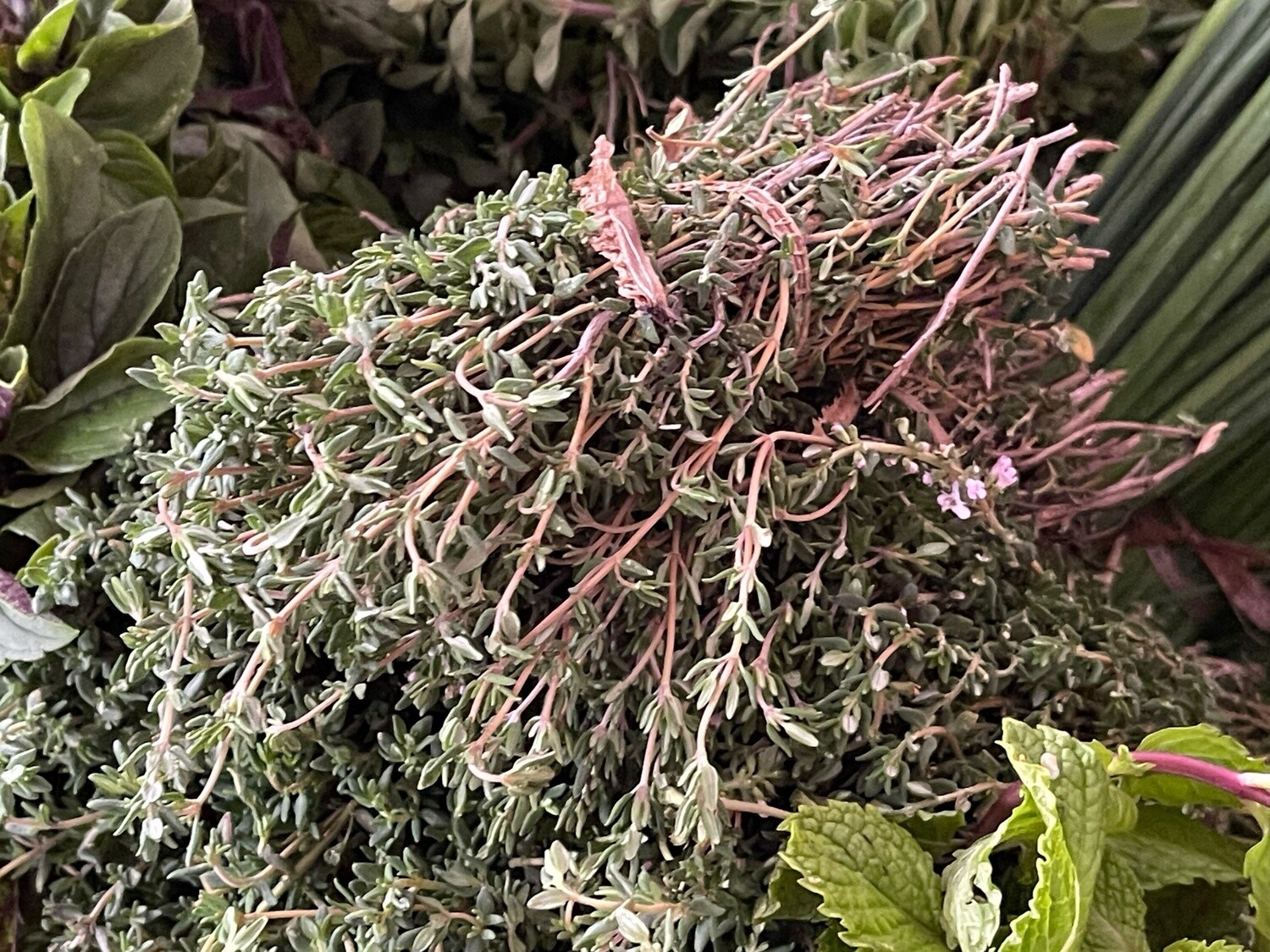Thyme - bu