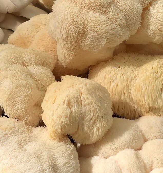Lions Mane Mushrooms - lb