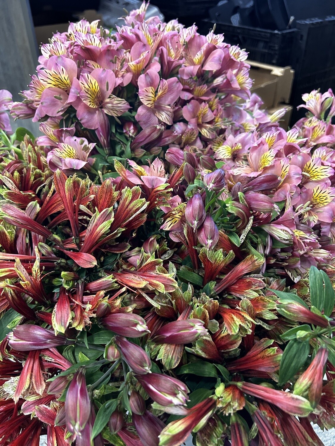 Alstroemeria Bouquet