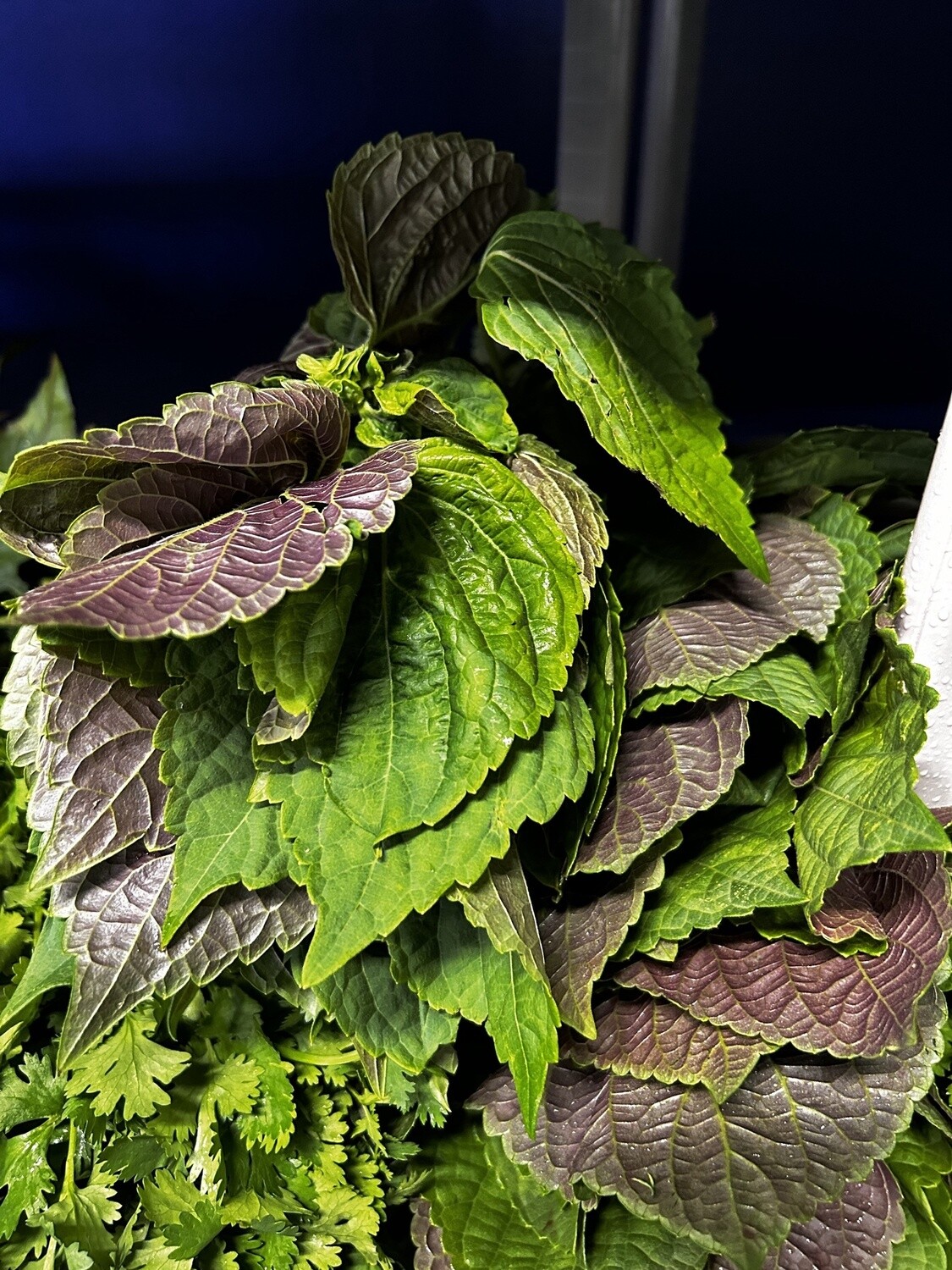 Shiso - ea