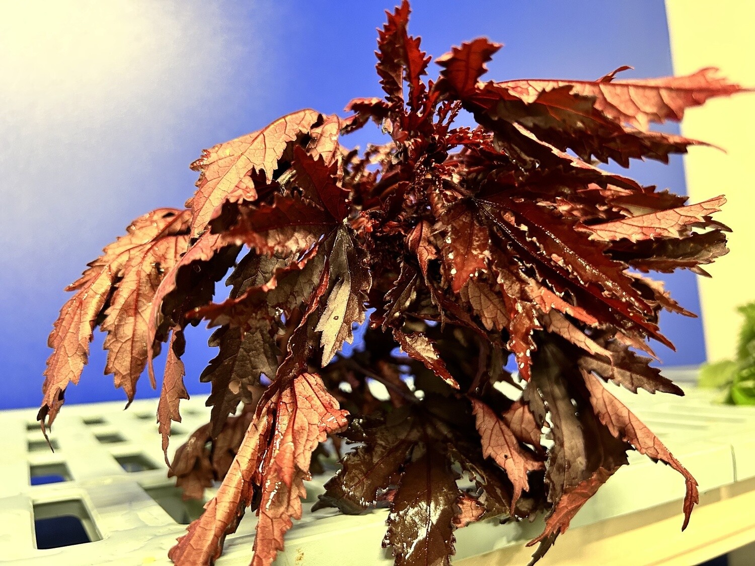Cranberry Hibiscus - bu