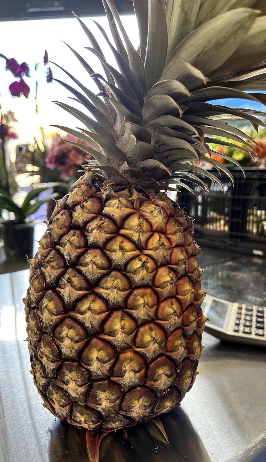 Pineapple (White Pineapple) - lb