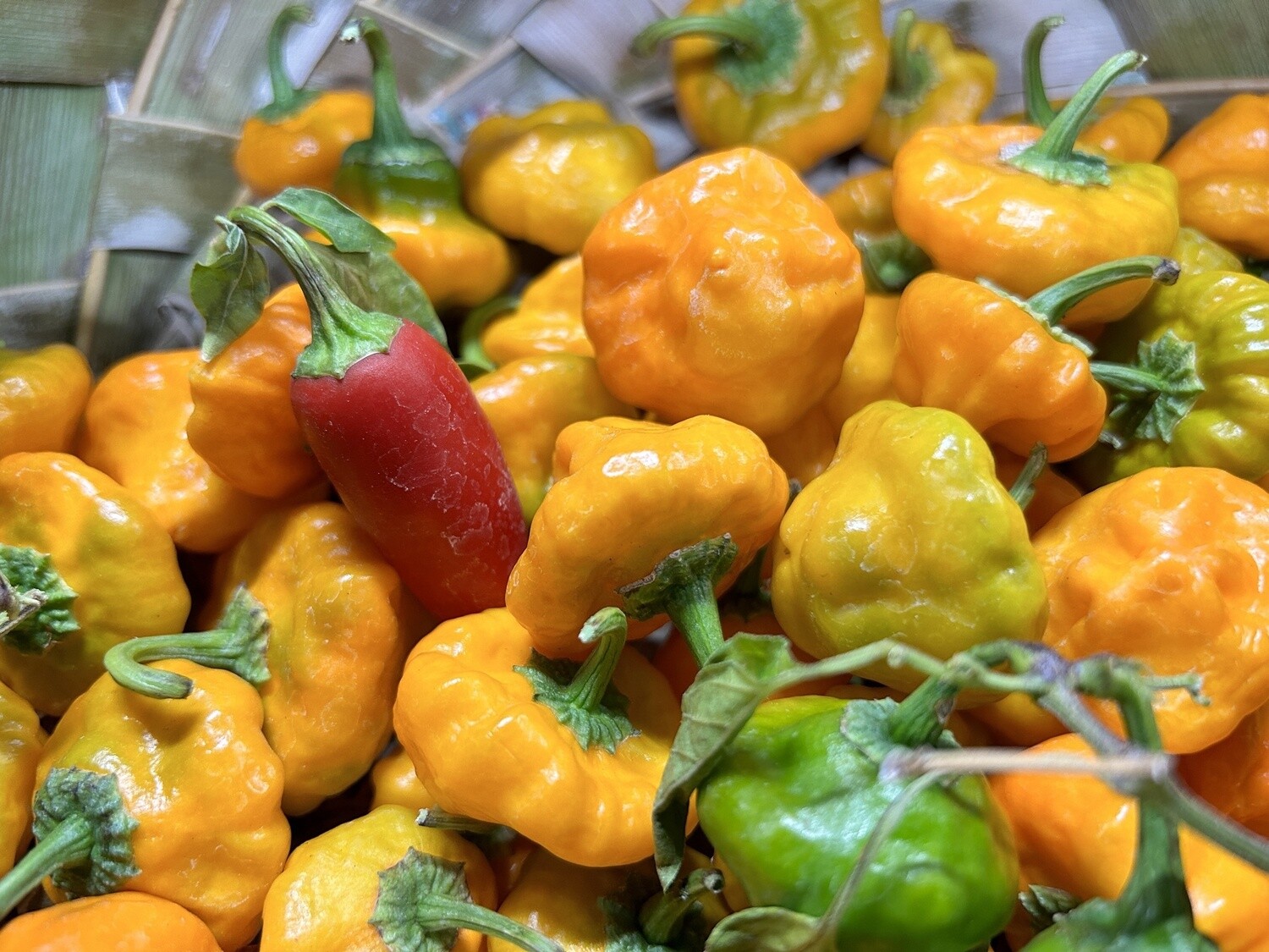 Scotch Bonnets Peppers - lb