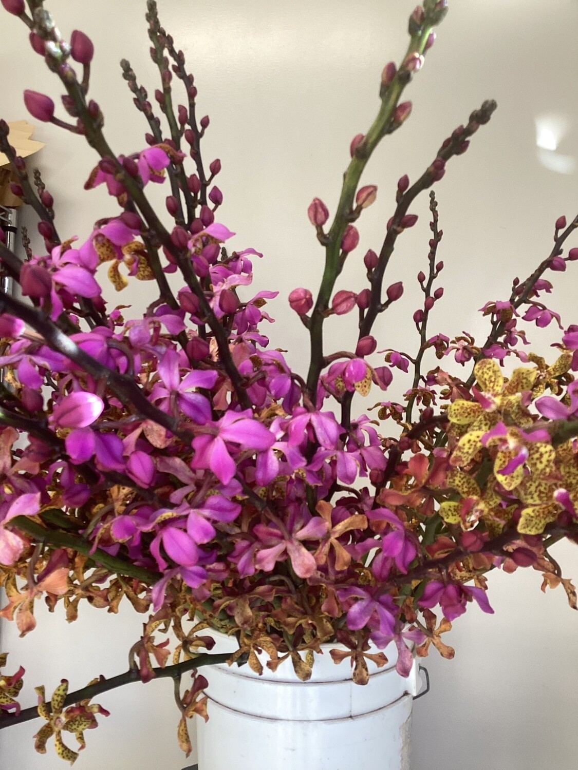 Vandopsis Orchid Stems