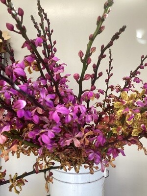 Vandopsis Orchid Stems