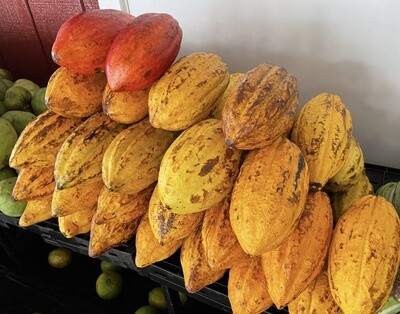 Cacao Pods - lb