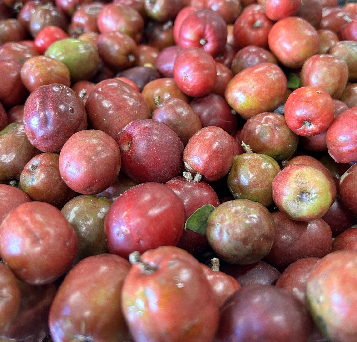 Spanish Plum - lb