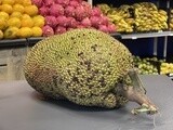 Jackfruit - lb