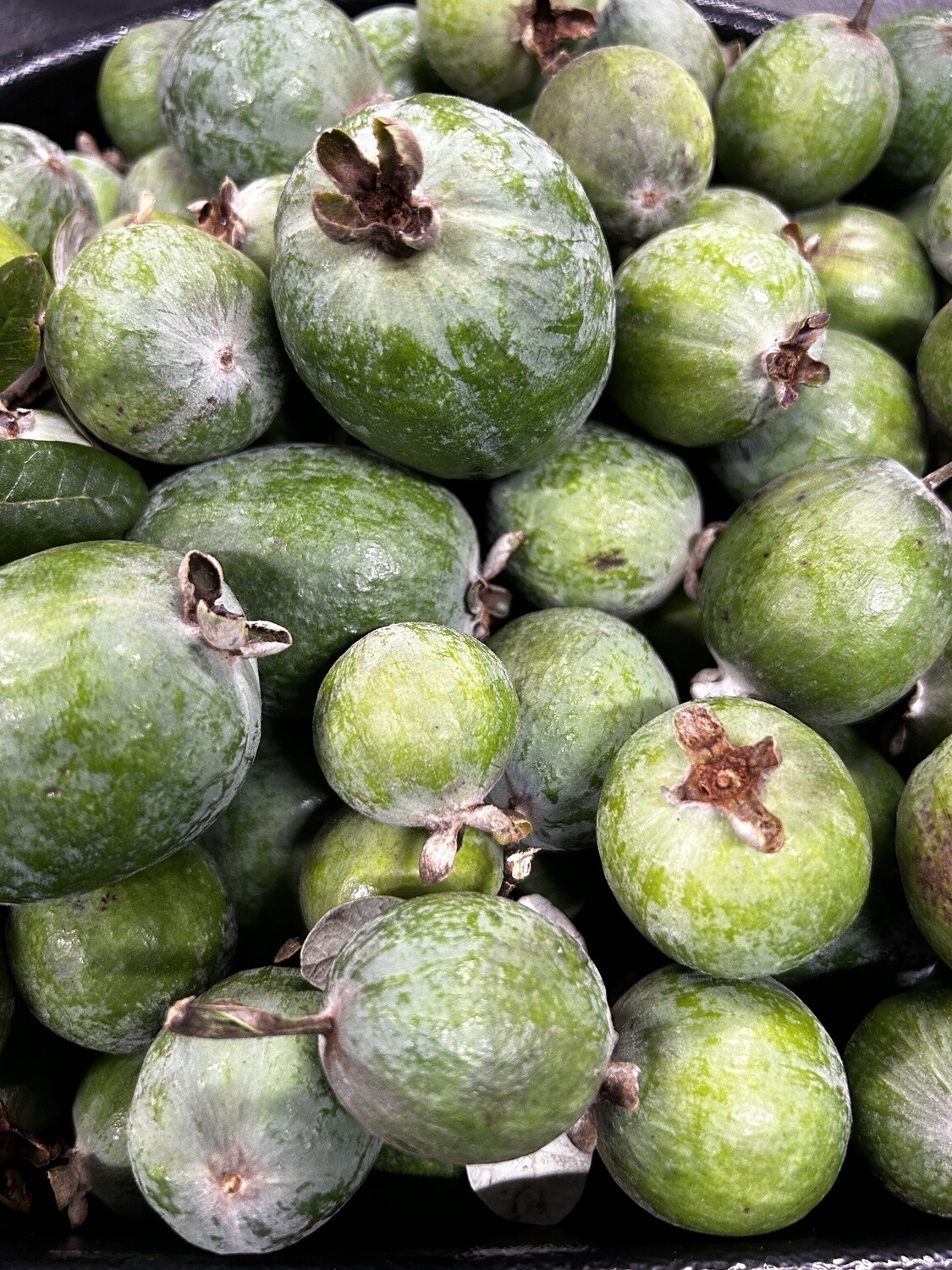 Feijoa (Pineapple Guava) - lb