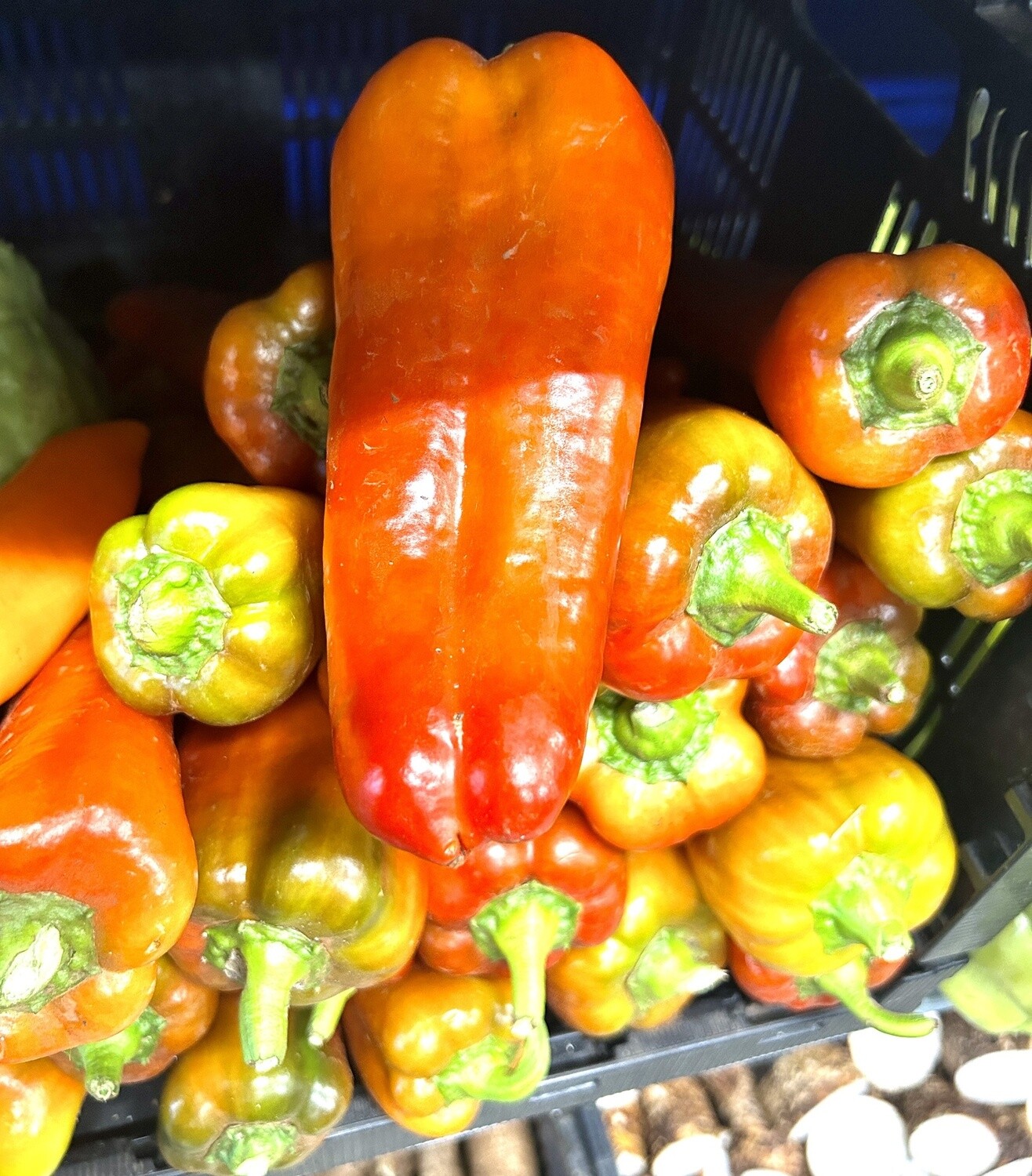 Sweet Italian Frying Pepper - lb