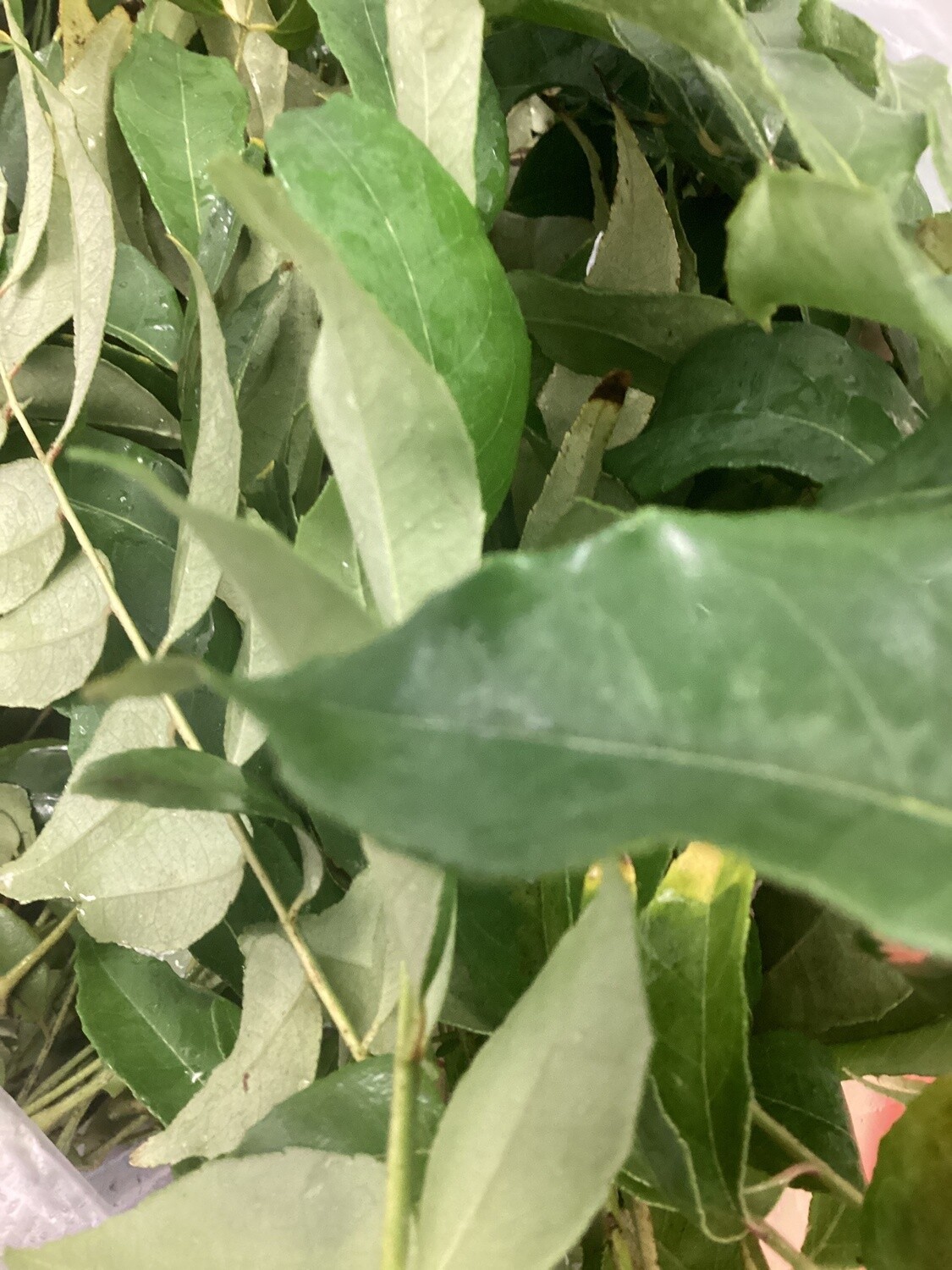 Curry Leaf - ea