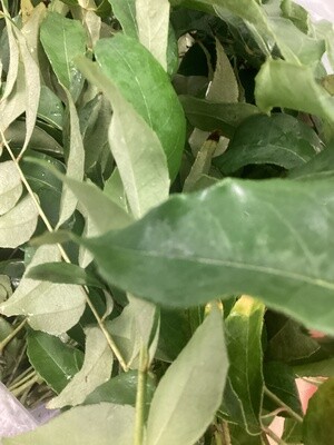 Curry Leaf - ea