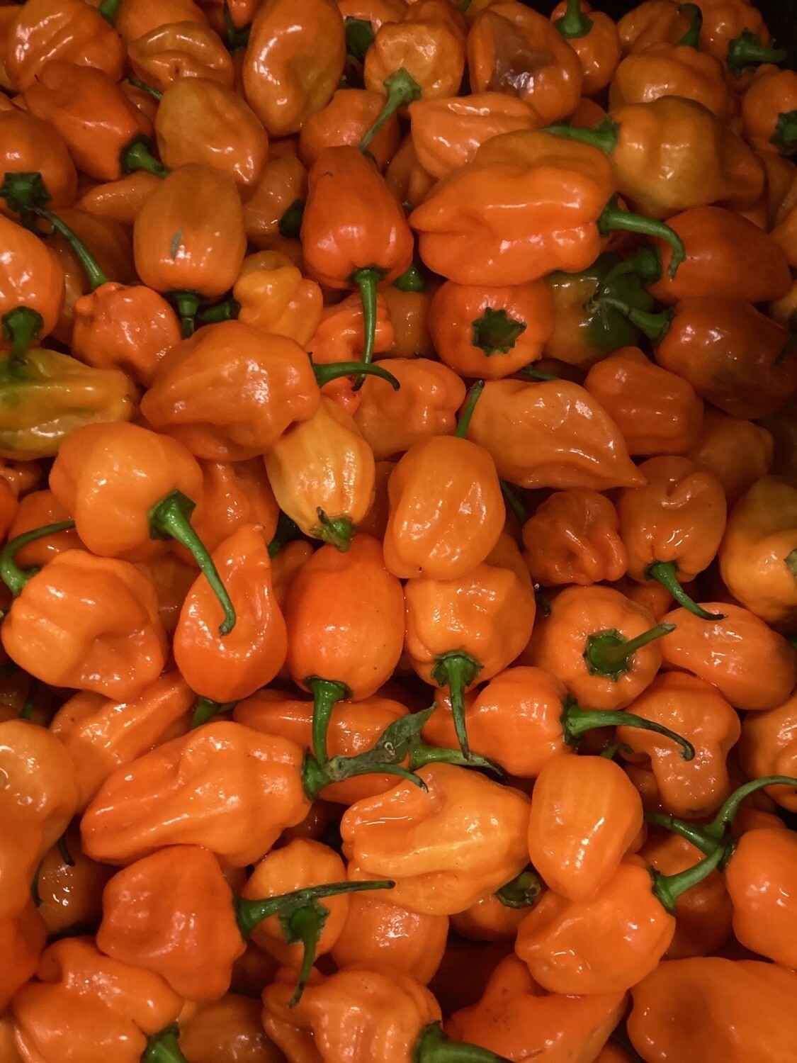Habanero Peppers