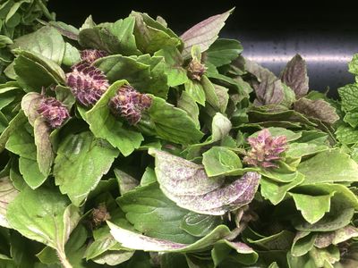 Opal Basil - bu