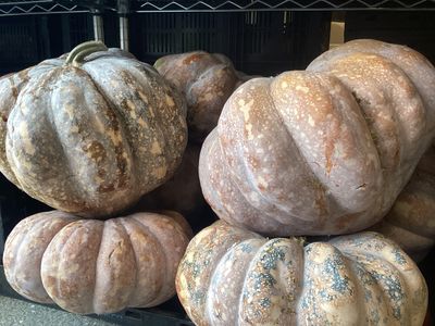 Pumpkin Squash - lb