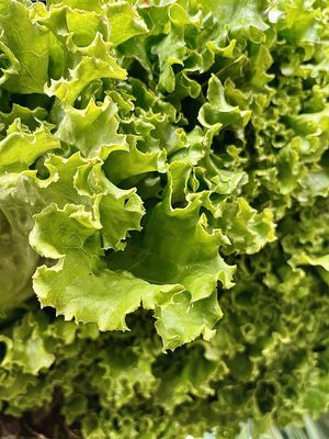 Green Leaf Lettuce - lb