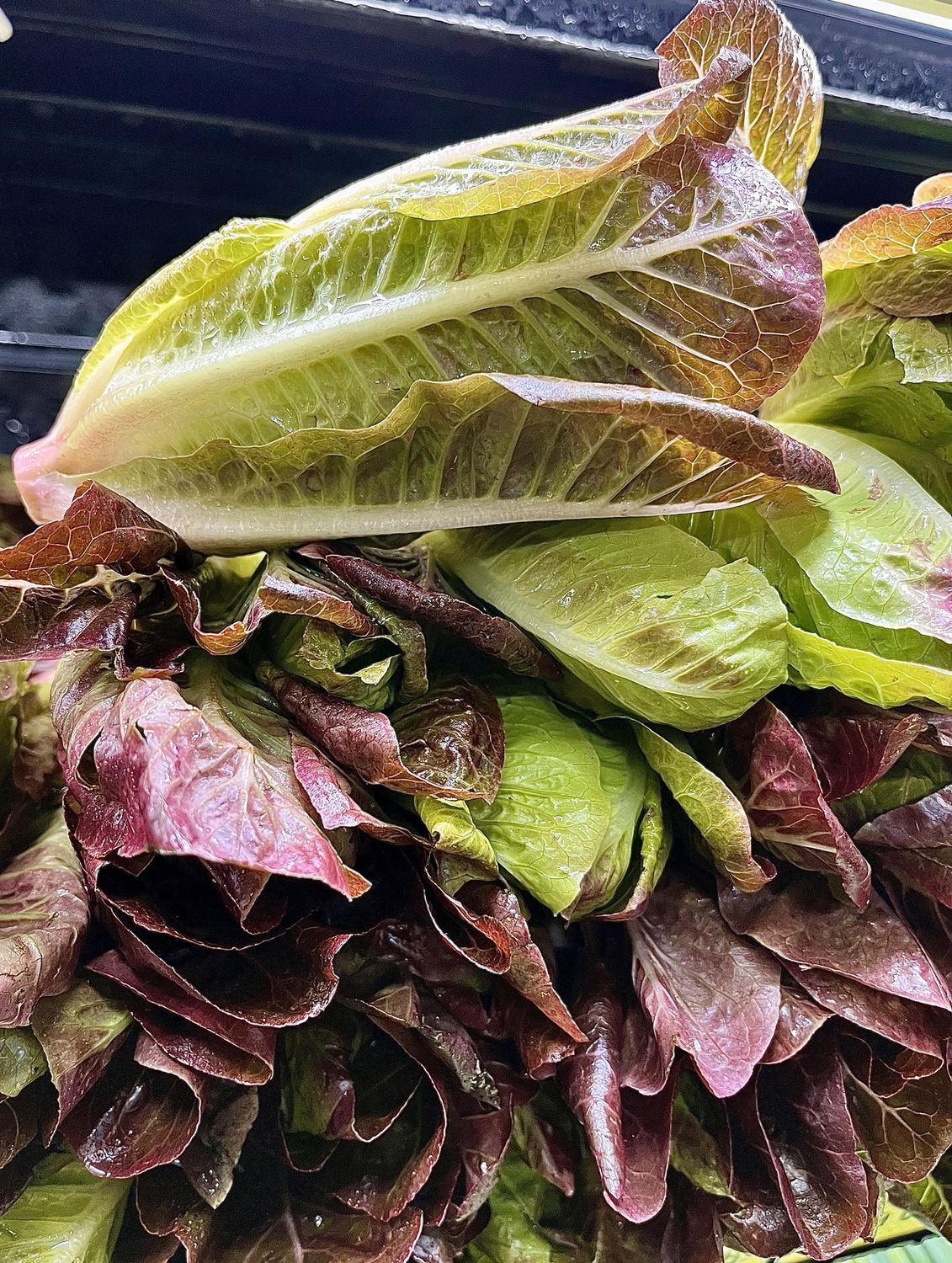 Baby Red Romaine Lettuce - lb