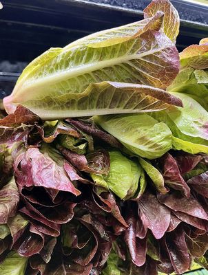 Baby Red Romaine Lettuce - lb