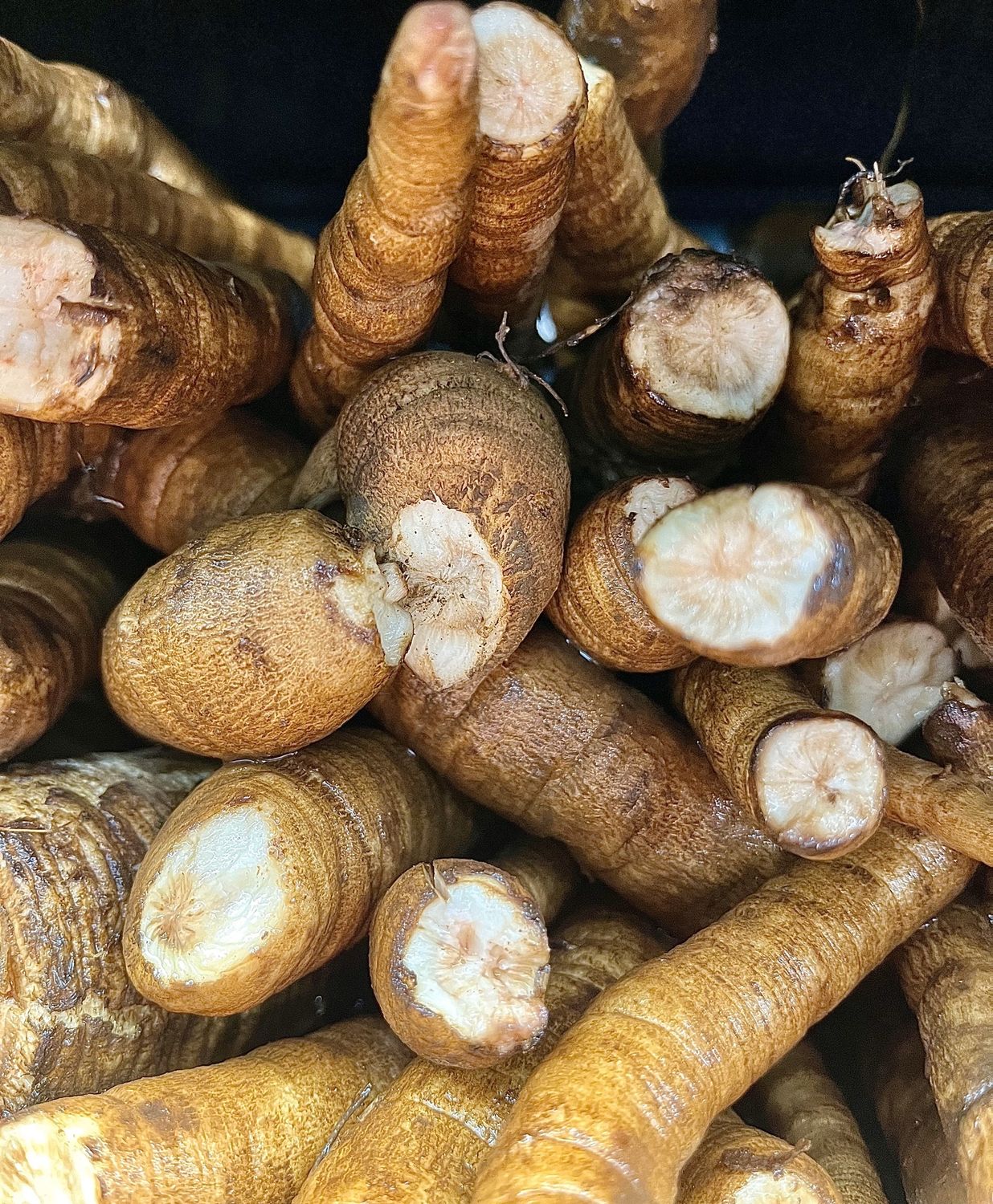 Burdock - lb