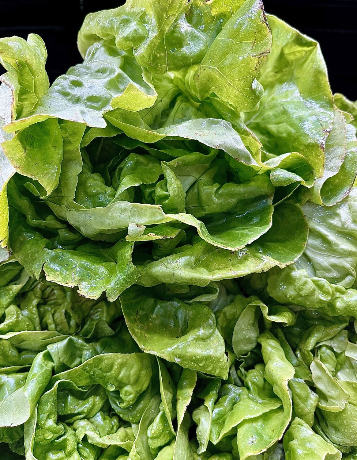 Butter Lettuce - lb