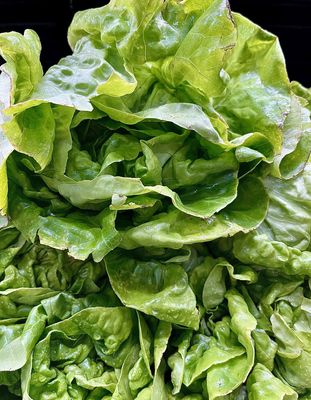 Butter Lettuce - lb
