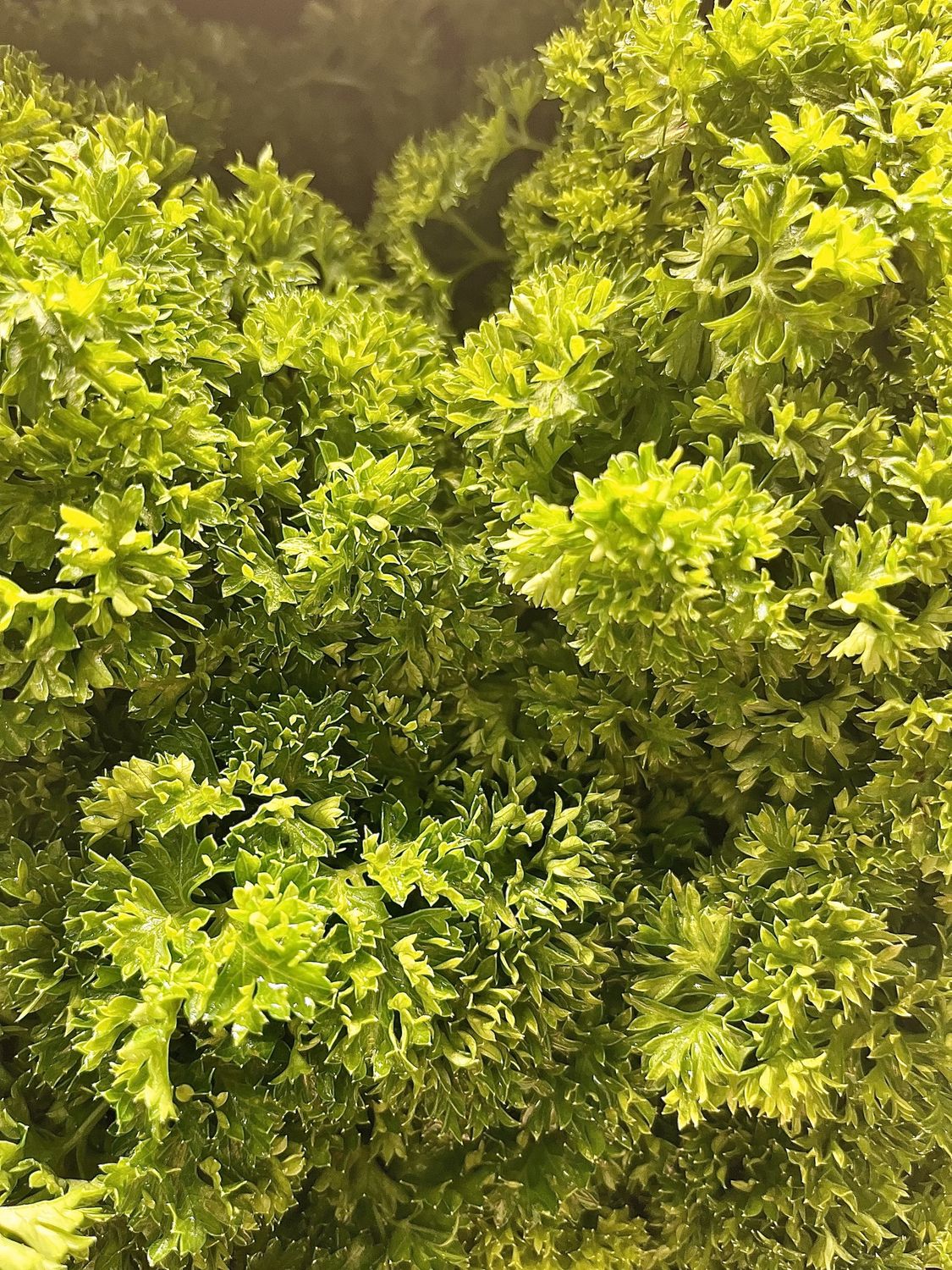 Curly Parsley - bu