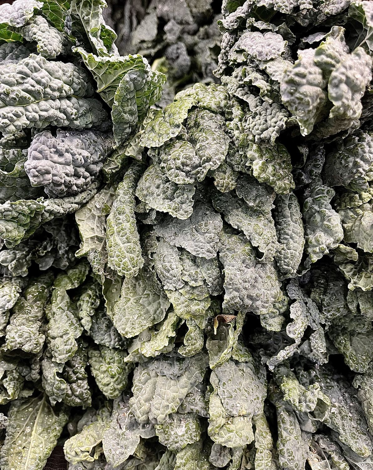 Kale - Lacinato - Ea