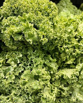 Kale - Green Curly - Ea
