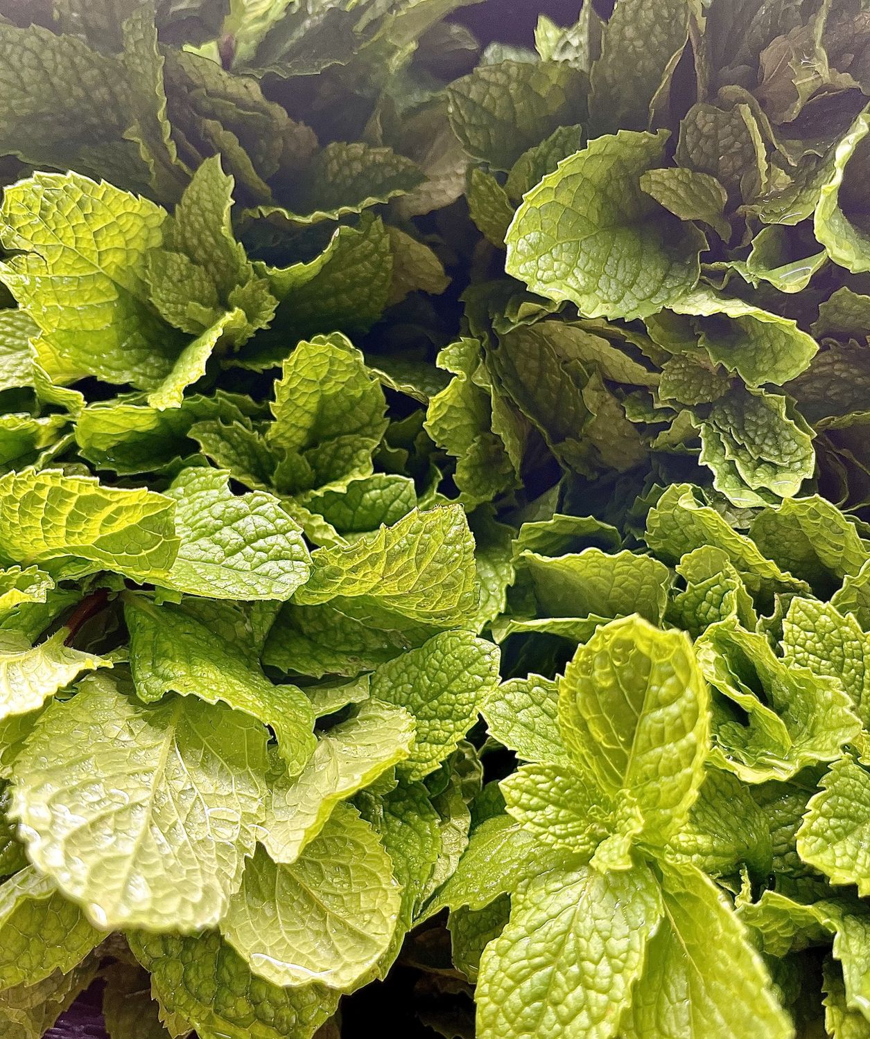 Mint - bu