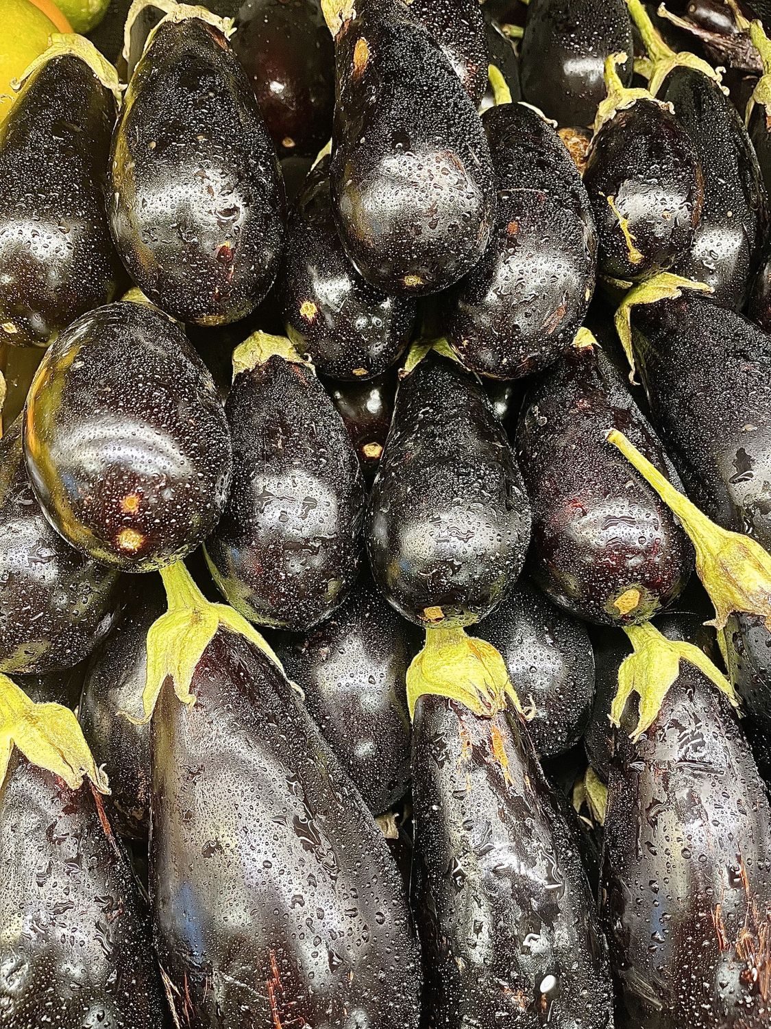 Italian (Round) Eggplant - lb