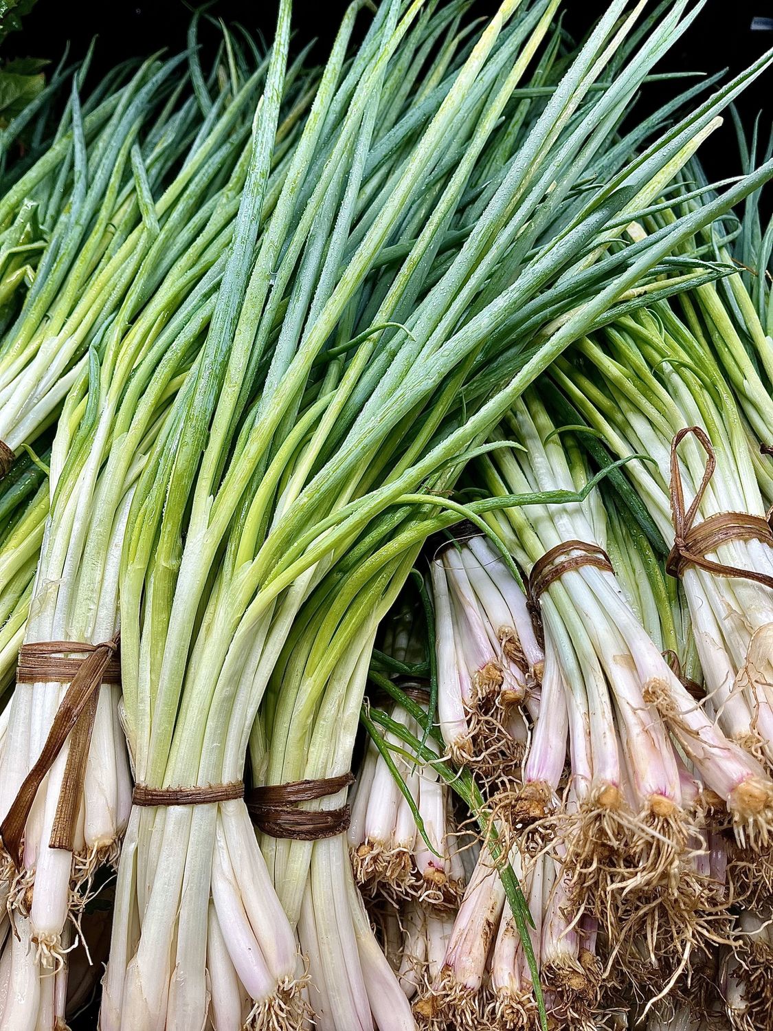 Green Onions - bu
