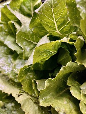 Romaine Lettuce - lb