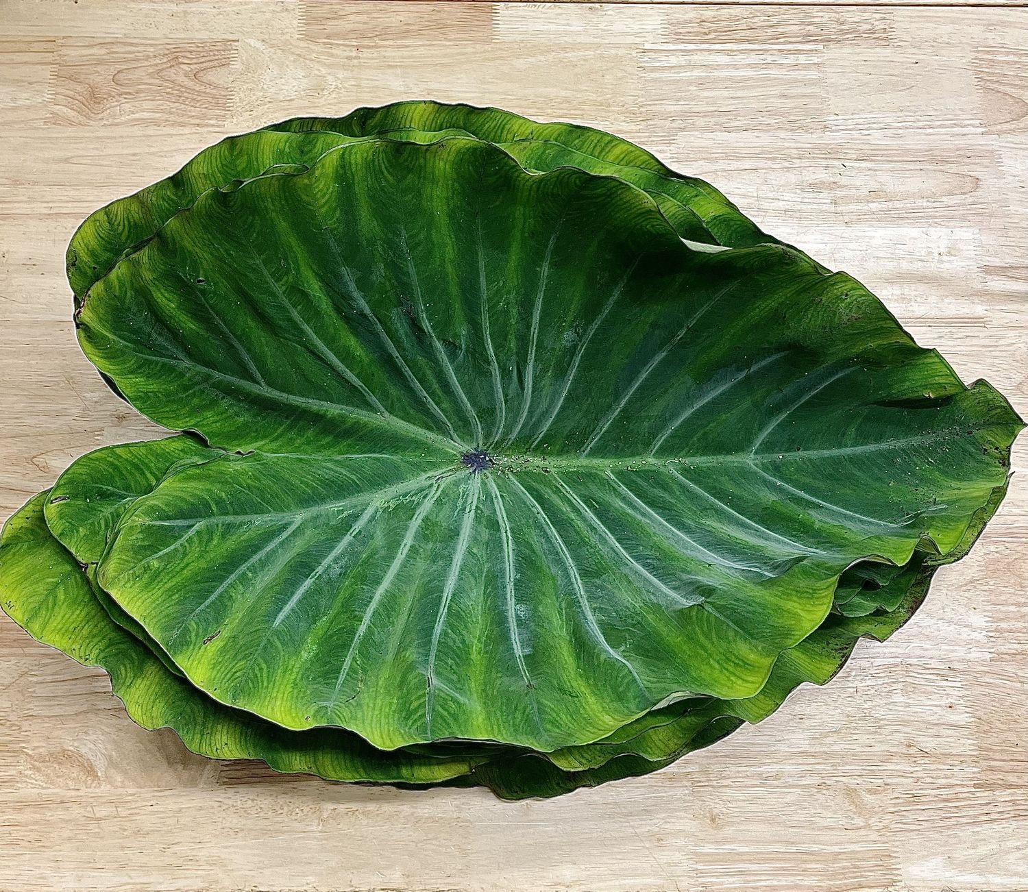 Taro (Kalo) Leaf