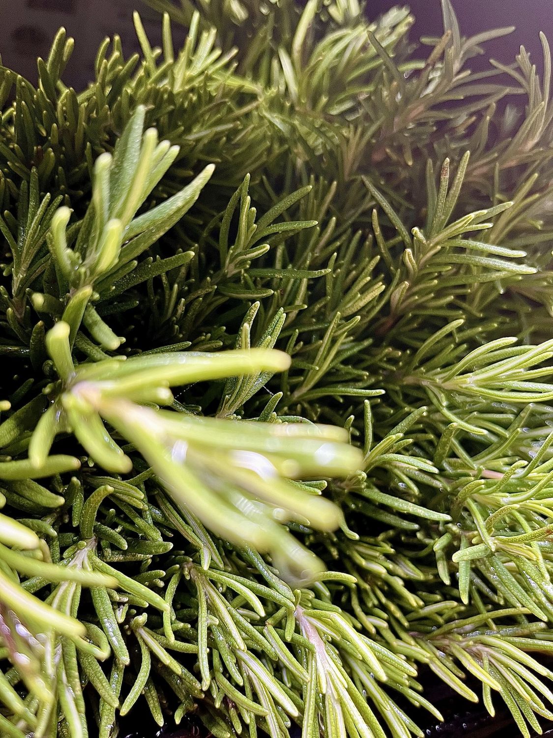 Rosemary - bu
