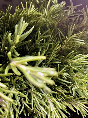 Rosemary - bu