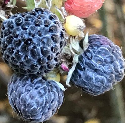 Berries