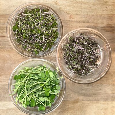 Microgreens
