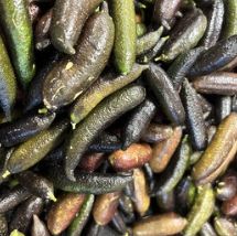 Finger Limes - ea