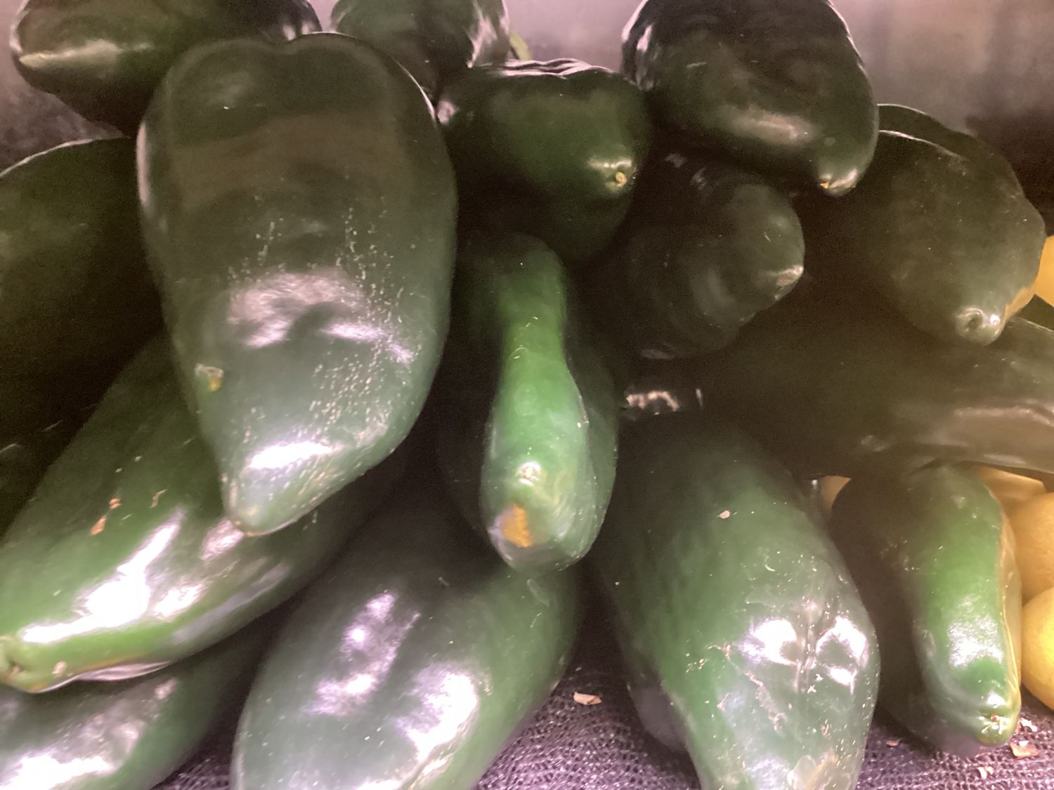 Poblano Peppers