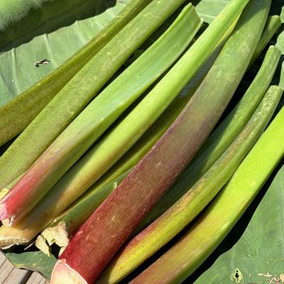 Rhubarb - lb